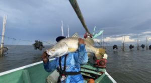 RAJA IKAN adalah essen penambah nafsu makan ikan 10X lebih cepat strike aromanya gurih amis dan tahan lama sehingga cepat ditemukan ikan RAJA IKAN ini racikan dari orang yang sangat berpengalaman dam terbukti pub