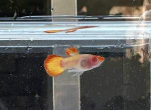 Albino Orange koi glass berry (1 pair)