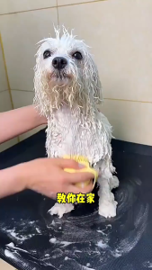 Godote Ai Pet Bathing Brush Grooming Silicone Scrubber Magic Bath Tool for Dogs and Cats