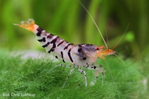 TIGER SHRIMP - PAKET UDANG HIAS AQUARIUM AQUASCAPE TERMURAH BERKUALITAS - UDANG HIAS AIR TAWAR - PEMBERSIH AQUARIUM AQUASCAPE - HIASAN AQUARIUM AQUASCAPE