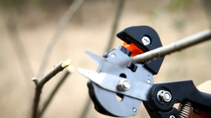 PROMO Taffware Gunting Cangkok Batang Tanaman + Tape Okulasi 100M Grafting Pruning Tool - 210