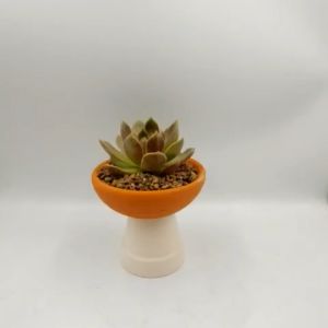 Chậu đất nung chậu sen đá - Chảo 134202 miệng chậu 13cm chiều cao 4.2cm