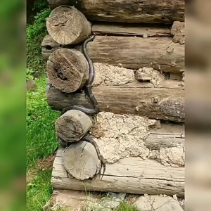 510g Obat Pengusir Ular Snake Repellent Tahan Lama untuk Memancing & Berkemah Anti Ular