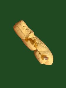 ปลัดหัวชะมดเนื้อสีเหลืองหลวงพ่อเอิบ วัดซุ้มกระต่าย (หนองหม้อแกง)จ ชัยนาท สวยเดิม #4282