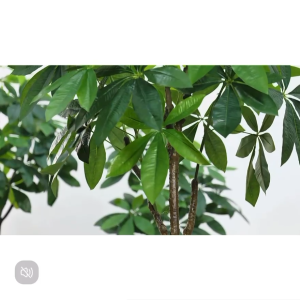 【SG Evergreen】Artificial Plant Fake Potted Plants Artificial Money Tree Faux Plants for Home Decor Indoor Outdoor Plants Fortune Plants Fake Money Tree