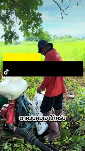 เคียวชักตองตราเพชร เหล็กแมงกานีสแท้ ใบมีดคม คุณภาพ