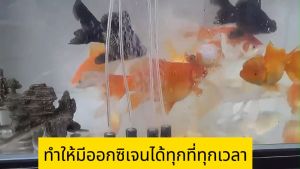 【รุ่นใหม่ปี2025】ปั๊มออกซิเจน ปั๊มออกซิเจนตู้ปลา ใช้งานได้ยาวนาน110ชั่วโมง อ็อกซิเจนพกพา รูคู่ เครื่องออกซิเจน เหมาะสำหรับตกปลากลางแจ้ง หัวชาร์จ USB เครื่องออกซิเจน ออกซิเจนตู้ปลา ออกซิเจนปลา ปั๊มลมตู้ปลา ปั๊มลมออกซิเจน