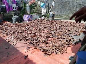 daun ketapang olahan 1 karung siap pakai free 200gram