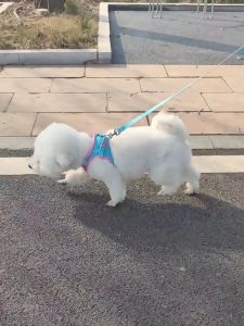 Breathable & Versatile Pet Leashes & Harnesses