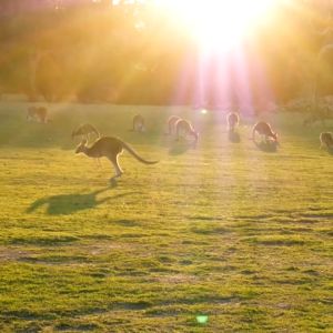 Lucas Papaw Ointment 25g: A Natural Healing Ointment for Itching, Acne & Lip Lines