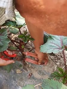 Red Okra Seeds (50seeds) - Vegetable Seeds