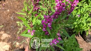 Tanaman Hias Lavender Angelonia Tanaman Bunga Ungu Cantik untuk Dekorasi Taman & Ruangan
