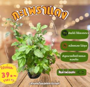 ต้นกะเพราแดง ใช้ปรุงอาหาร เพิ่มกลิ่นหอม สวนครัวประจำบ้านเป็นสินค้าขายดีพร้อมส่งทั่วประเทศมีสรรพคุณทางยา รสชาติจัดจาน กินได้ ปลูกง่ายทุกฤดู สามารถปลูกในกระถางและพื้นที่จำกัด บ้านและคอนโด