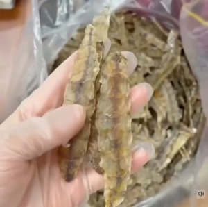 Sugar glider dried mantis shrimp