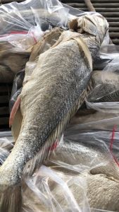 Khô Cá Sửu- Khô cá sửu mặn- Mắm Cá Sửu Chắc Thịt Con To- Vựa Khô Nàng Tiên( 1kg 500gr)