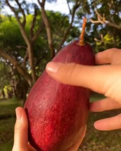 Pohon Alpukat RED VIETNAM Bibit Super Unggul Cepat Berbuah