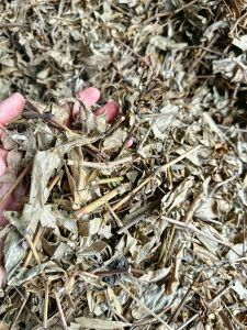 1kg Cây Hồng Ngọc _ phơi khô