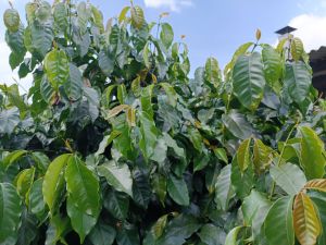 Bibit Kopi Arabika Java Prianger yang mendunia jaman penjajahan Belanda (1 paket 5 bibit )