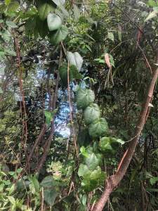 Lá Sương Sâm Lông.(Chuẩn r.ung)tặng thêm Nang Mực