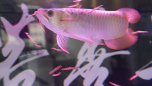 Vacuum Fresh Pet Insect Worm Arowana Bird Hedgehog Sugar Glider Food Dubia Cockroach Centipede Cricket SuperWorm Mealworm 杜比亚蜈蚣面包虫大麦虫