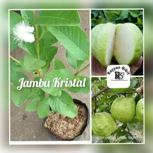 Bibit Jambu Kristal Cangkok berbuah