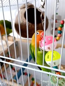 CoralCove ของเล่นนกแก้ว ชุด 3 ชิ้น ของเล่นนก ชิงช้านก บันไดนก ที่นอนนก ฟอพัส หงษ์หยก เลิฟเบิร์ด ค๊อกคาเทล ซันคอนัวร์ อุปกรณ์นก