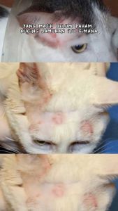 RIICH SHAMPOO ANTI JAMUR UNTUK KUCING MENYEMBUHKAN JAMUR GATAL PADA KUCING