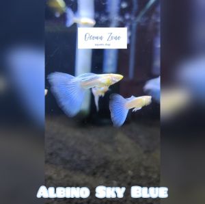 【Ocean Zone】Albino Sky Blue Guppy / Albino Sky Red Guppy Pure Strain – Ikan Guppy Baka Tulen