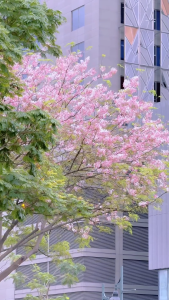 Palawan Cherry Blossom 1-2FT SAKURA BUHAY NA! LOVE PLANT NOT SEED!!