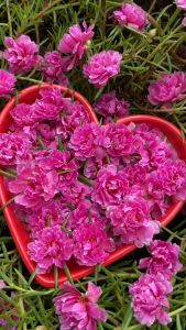 Hoa Mười Giờ MẪU ĐƠN Thái Kép Màu Mới Cành Tơ Siêu Khỏe Ra Rễ Sau 3 Ngày 377 Click 24 Giờ