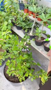 Paket EM4 PERTANIAN 1 Liter + MOLASE 1kg