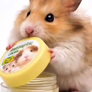 Fur Fresh Antiseptic Cream For Hamster Guinea Pigs and Rodents | 5g | antibacteria