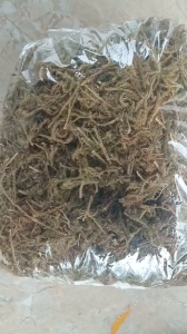 100g cây thông đất sấy khô hữu cơ