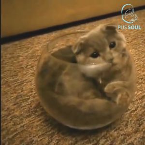 Giải Pháp Bảo Vệ Nội Thất Khỏi Nước Tiểu Mèo – Xịt Khử Mùi Nước Tiểu Mèo DKGreen 500ml + Xịt Đuổi Mèo EcoPet - PusSoul