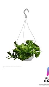 tanaman gantung jade crasulla ovata gantung-Tanaman Kleinia Petraea