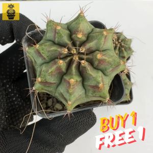 (Buy 1 Free 1) Gymnocalycium Mihanovichii. Purple Green / Gymnocalycium Variegated / Live Cactus