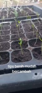 Quality Seeds (repack) chilli/eggplant/okra