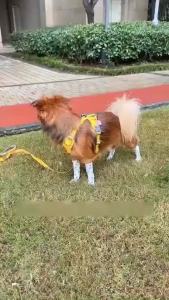 Pet Self-adhesive Elastic Bandage Pets Cat Dog Bandage Kitten Puppy Disposable Shoes or Socks