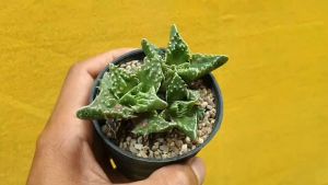 ต้นไม้อวบน้ำ - Faucaria tuberculosa - กรามเสือ - ชุดฟอคาเรีย - ทูเบอร์คูโลซา - ซูเปอร์วาตี - สำหรับกรามเสือ