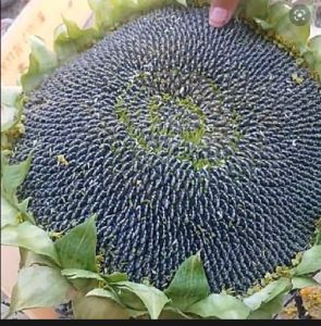 100 BENIH BIJI BUNGA MATAHARI BENIH SUNFLOWER SUPER UNGGUL