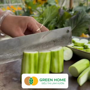 Hạt Giống Mướp Hương Trái Dài Greenhome Gói 1gr~10 hạt Dễ Trồng Nảy Mầm Cao Thu Hoạch Nhanh Năng Suất Cao T16