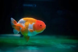 Ranchu Goldfish Import China/Ornamental fish/Freshwater/Readystock
