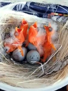 Racikan Pakan Burung Kenari Ternak Cepat Birahi Extra Joss