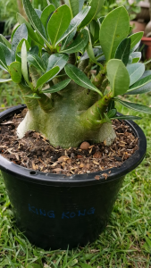 King Kong Adenium – Desert Rose Plant