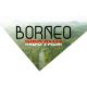 BORNEO INDO PALM