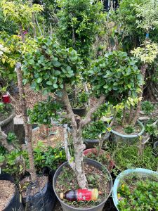 Bonsai Dolar Micro Taman 50-65 cm Murah Hiasan Taman