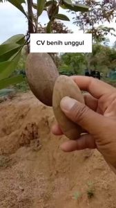 Bibit Sawo Mentimun Unggul: Tanaman Hias & Budidaya