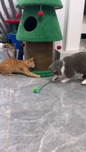 ลูกบอลแมวอัตโนมัติ ของเล่นแมว ของเล่นสัตว์เลี้ยง เปิดเองได้ กลิ้งได้ Automatic Cat Ball Toy Self Moving LED Light Entertainment for Cats Kittens Pet Toys