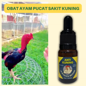 Obat Ayam Sakit Kuning Pucat Lemas Lesu Anemia Kurang Darah Dan Masalah Hati