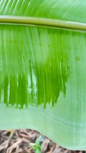 เนทเชอรัล น้ำมันสะกัดจากธรรมชาติ เสริมประสิทธิภาพยาแมลง คุมไข่แมลง เป็นสารจับใบในตัว ขนาด 1 ลิตร